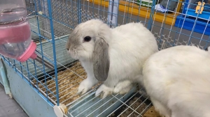 50ca93cb33be2d7ef1d05dadb9babe3 迷你垂耳兔